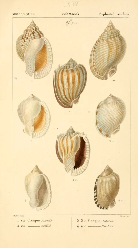 a series of different seashells displayed in an antique book