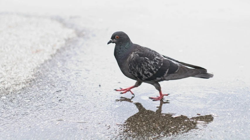 a pigeon is walking in the middle of a dle