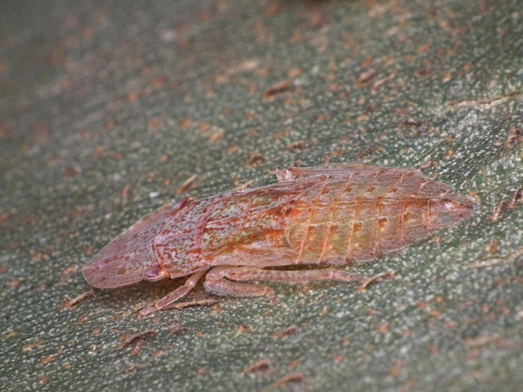 the insect is laying on the cement next to the grass