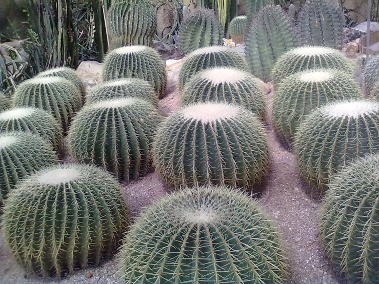 a field of cactus plants with a lot of them in the middle