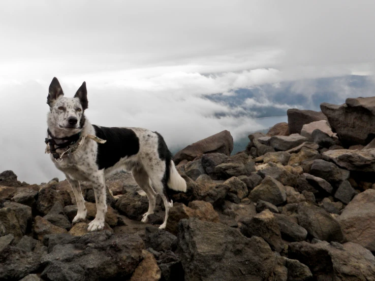 a dog on top of a mountain with clouds in the background