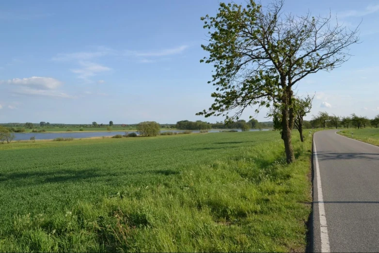 a tree on the side of a rural road