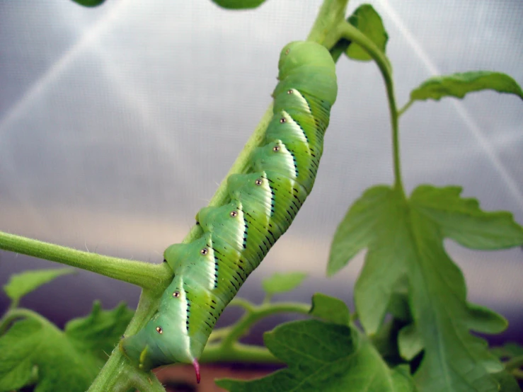 there are eight green caterpillars all lined up on a leaf