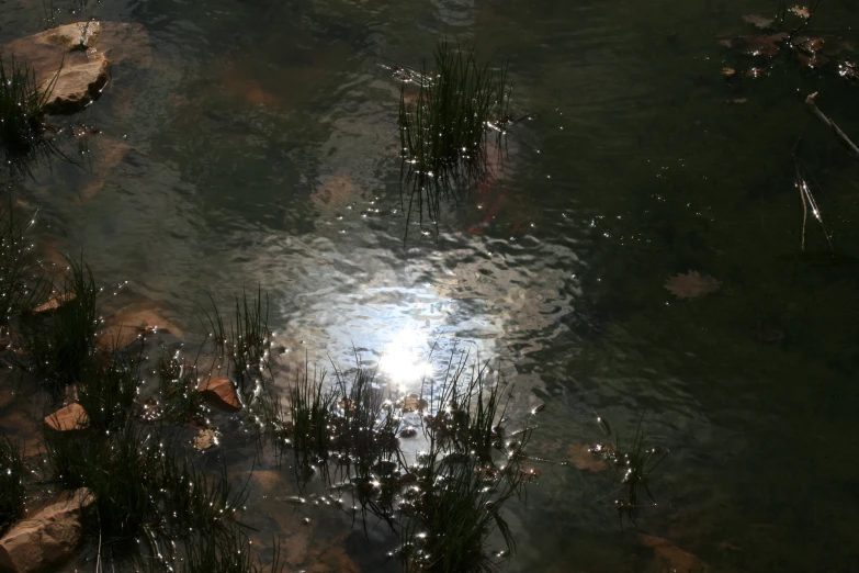 an image of a body of water with sunlight reflecting on the surface