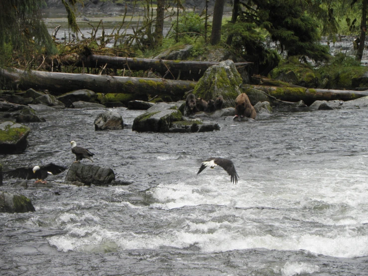 some animals in the water near rocks and trees