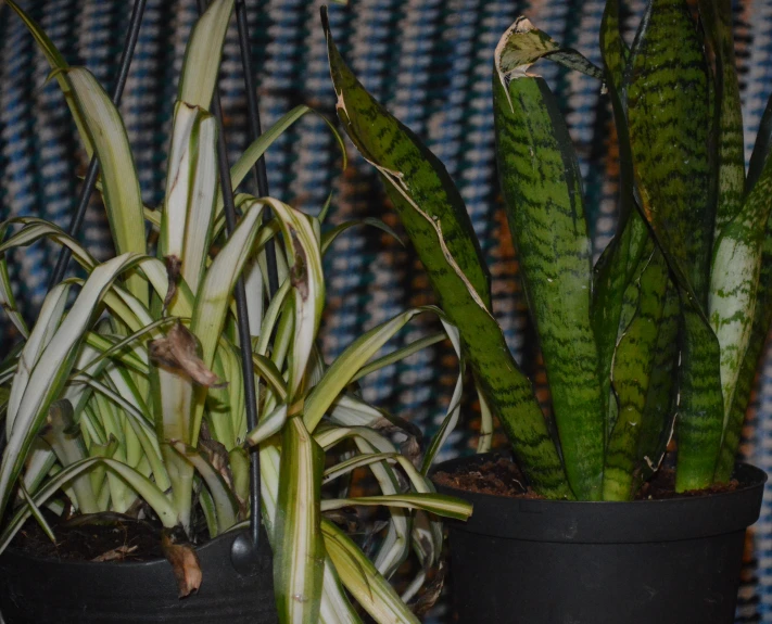 aloey in a vases with some white flowers