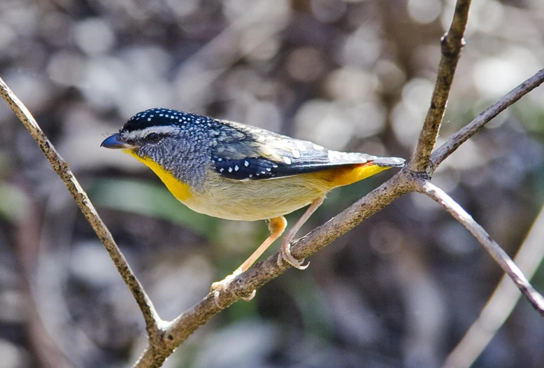 a bird is perched on a tree nch