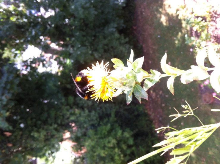 a bee rests on a plant in a wooded area