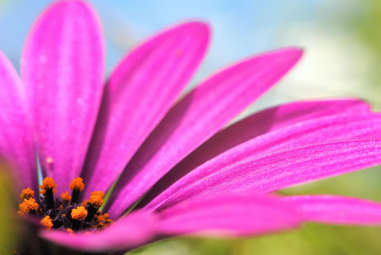 a purple flower with a blue sky in the background