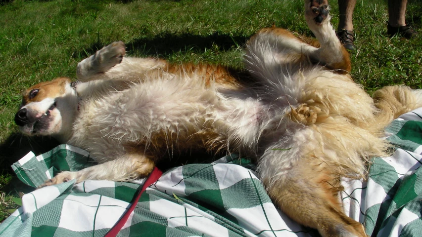 a dog laying on its back in the grass