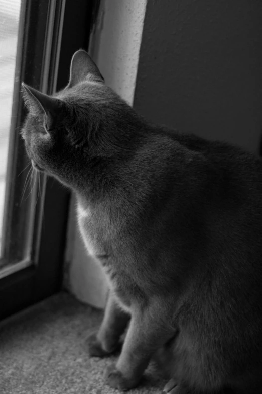 a cat looking out the window at the street