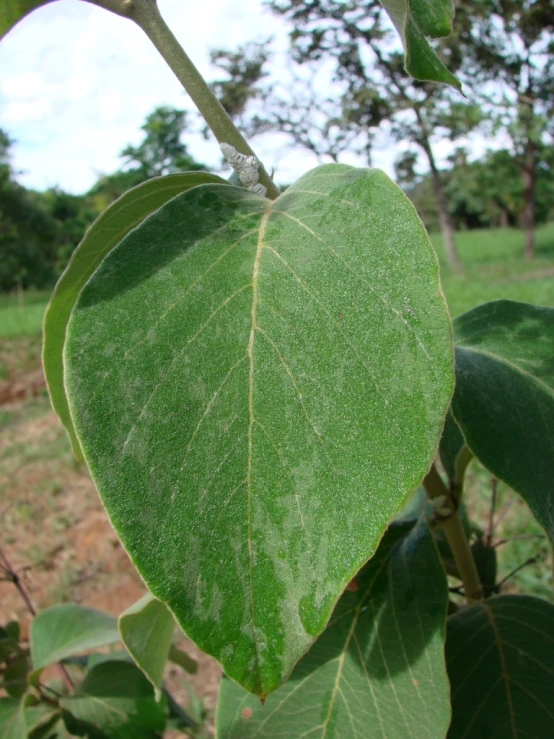 close up view of a leaf from the top of the tree