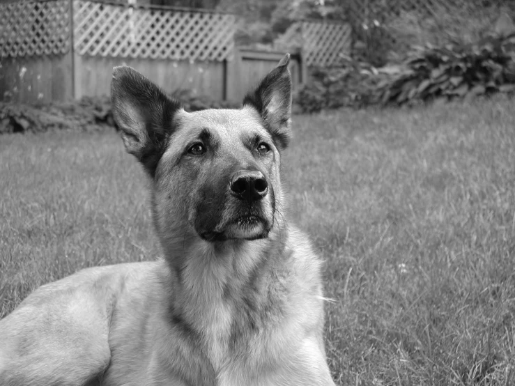 black and white image of dog laying on the grass