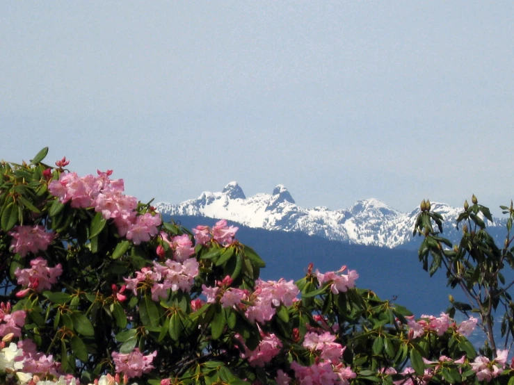 snow - capped mountains and flowering trees are seen from above