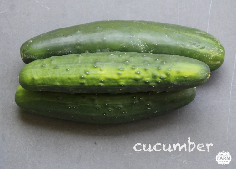 two green cucumbers with the word zucchi on them