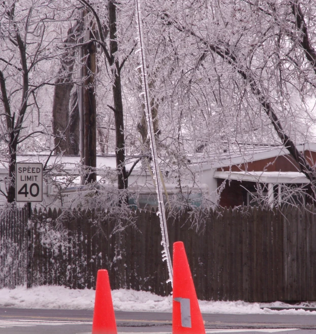 snow covered trees stand on the side of a road