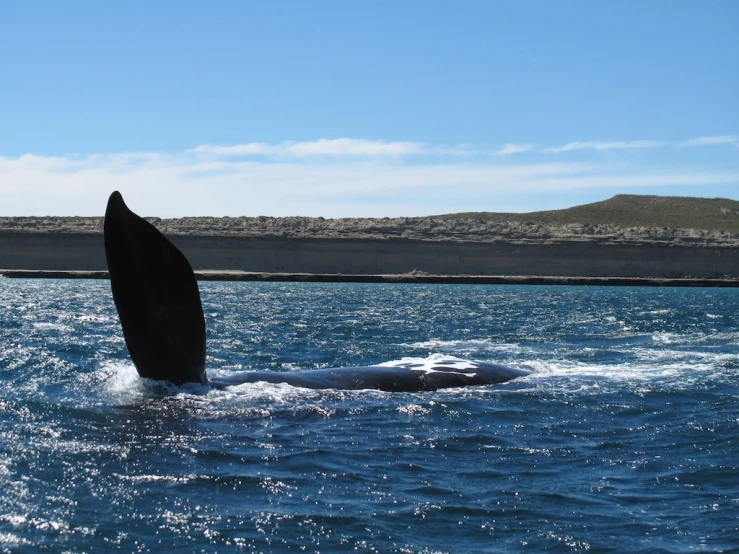 a whale fin is in the water near an island