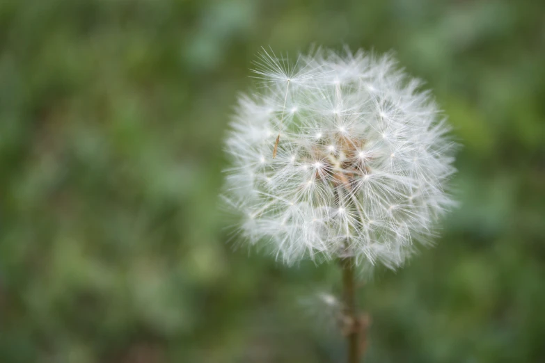 a seed is pictured in the middle of a dandelion