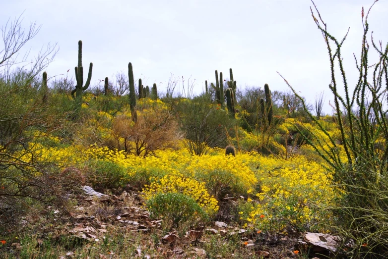 a green hill with some cacti and yellow flowers on it