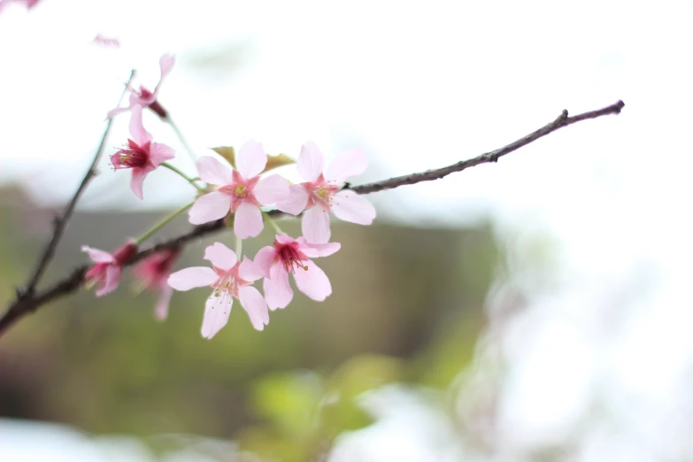 small pink flowers hanging from a nch with sky background