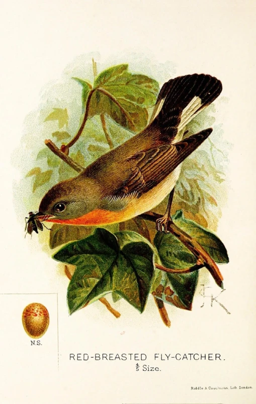 this is a lithogspied illustration of a small bird