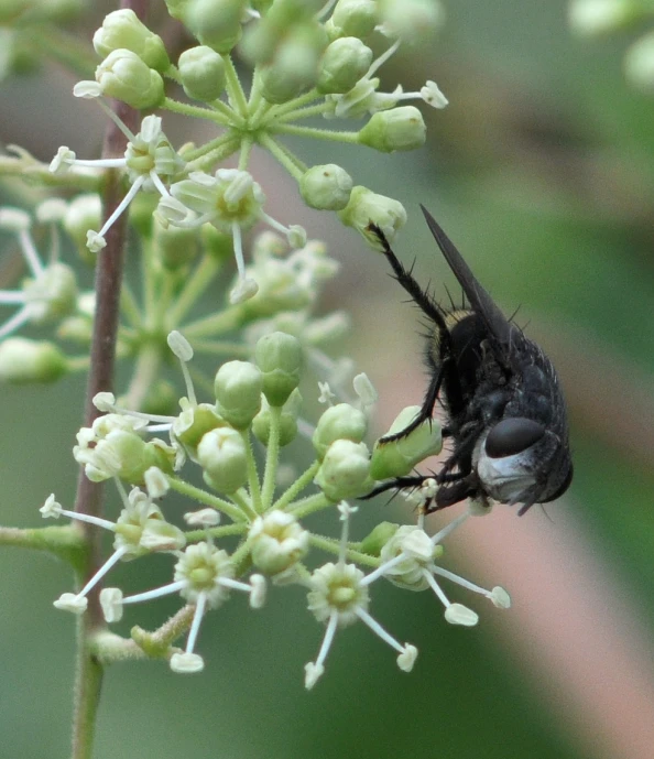 this is a fly that was pographed close up