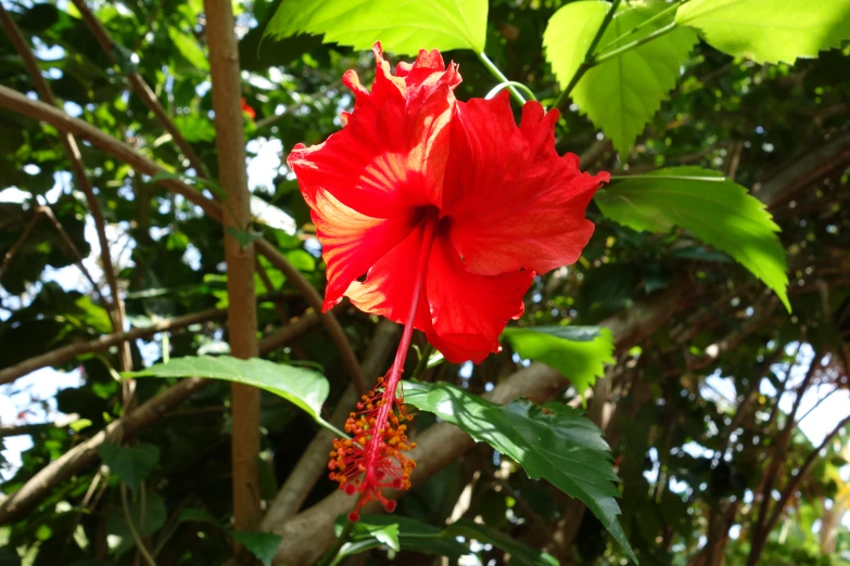 red flower blooming in a green forest