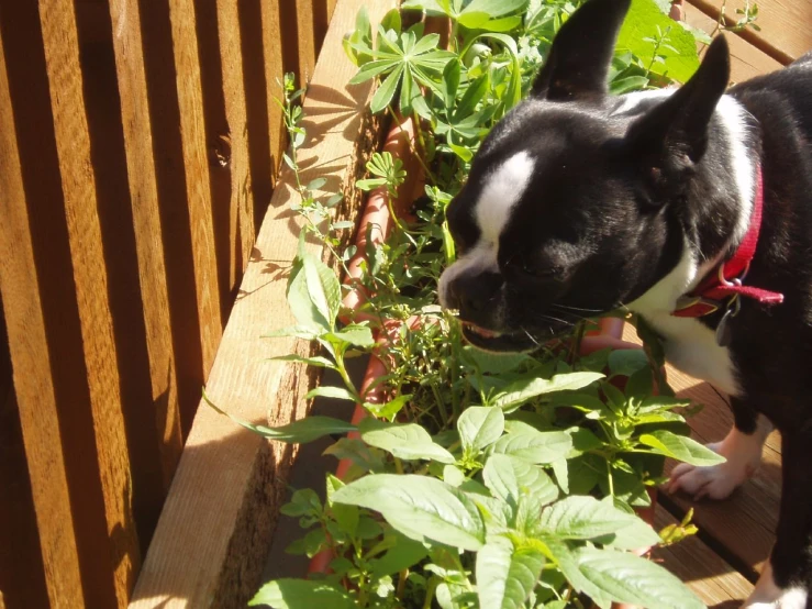 a dog looking over a garden bed and in the sun