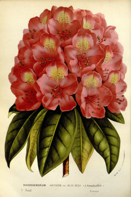 an antique colored print shows a bouquet of flowers