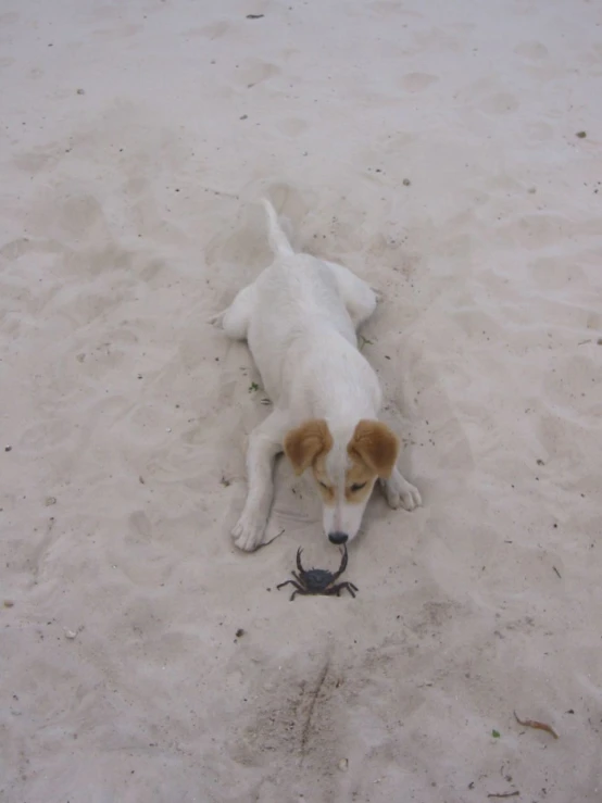 a small white and brown dog on some sand and a fish