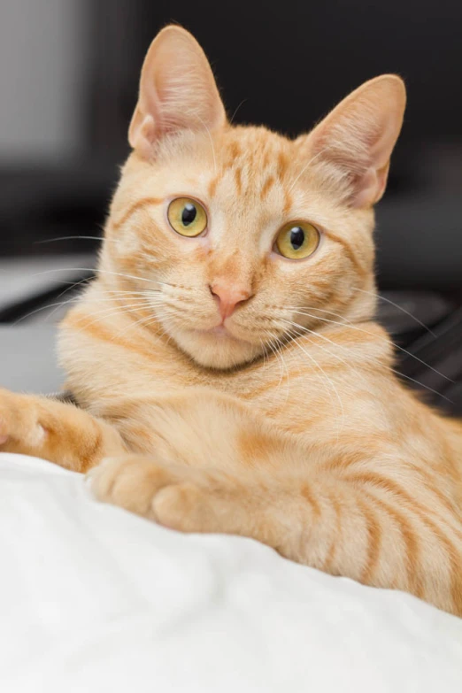 a small yellow cat laying on a bed