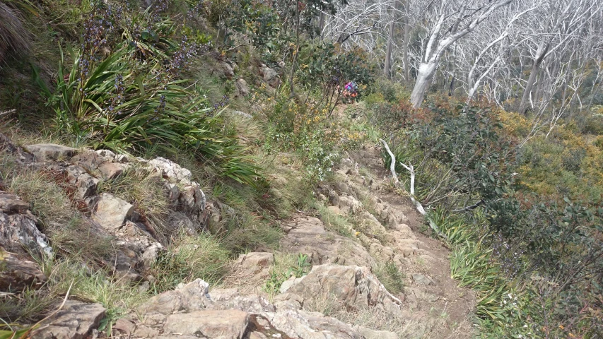 the rocky trail is near the woods and bushes