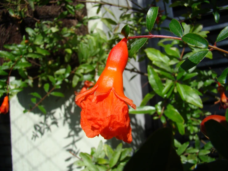 a plant with bright orange flowers near an outdoor wall