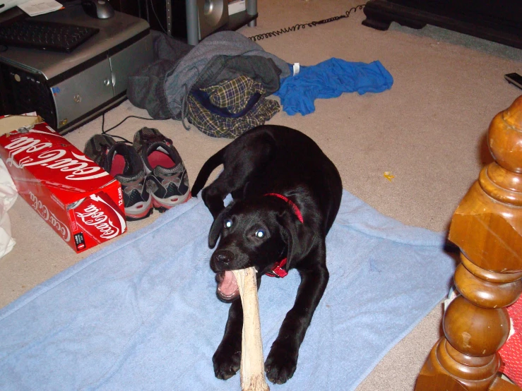 a black dog chewing on a toy while laying on a floor