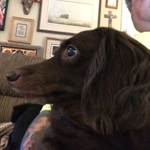 a man sitting on a couch in front of a dog