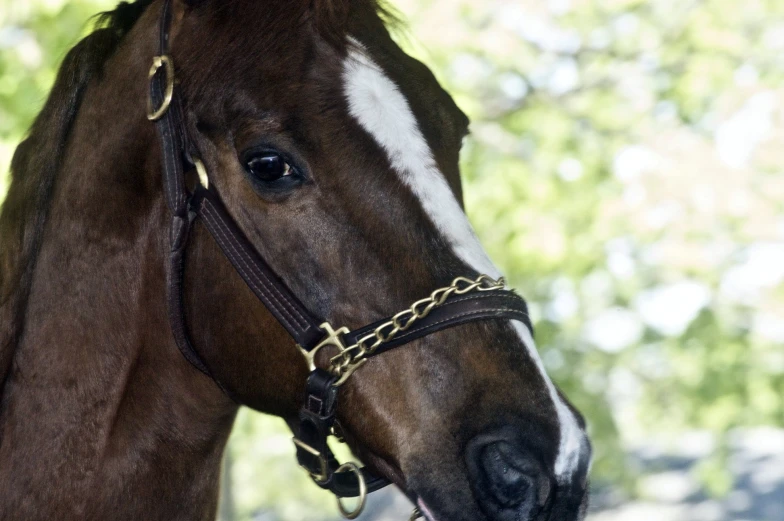 a brown and white horse wearing a bridle looking around