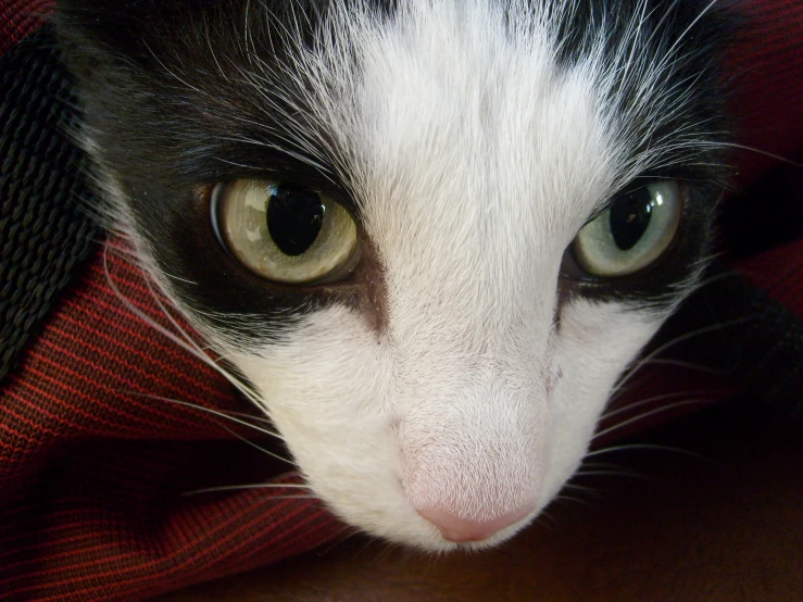 a close up of a black and white cat's eyes