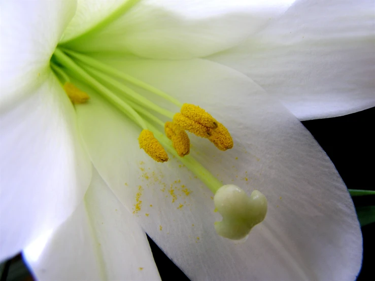 the top part of a white flower with some petals