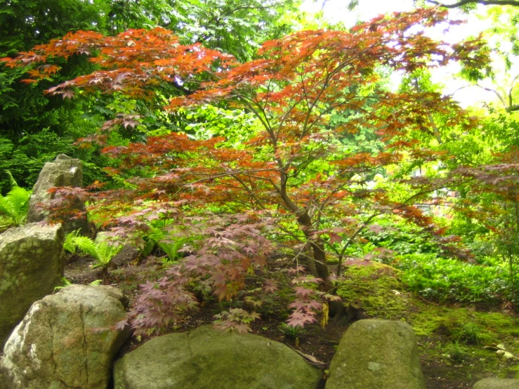 a stone wall and tree with orange leaves