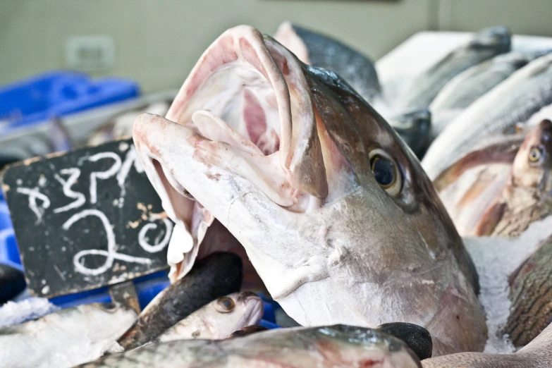 fish with open mouths and faces on display