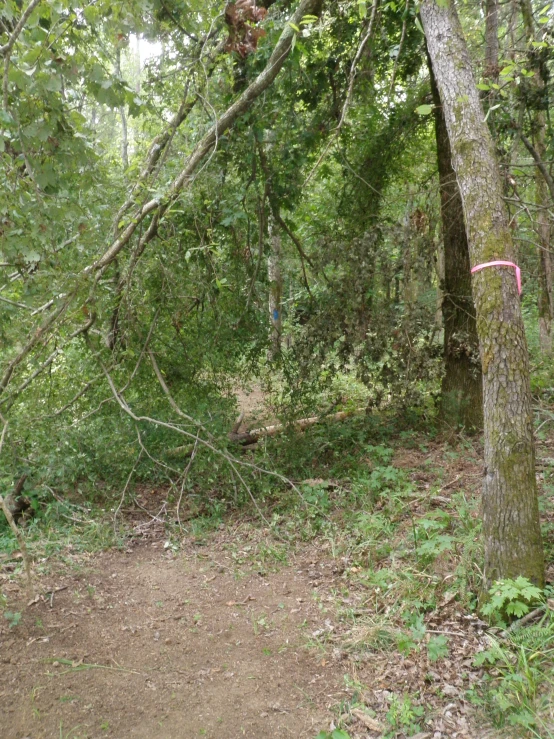 a trail through the woods is marked with a trail marker