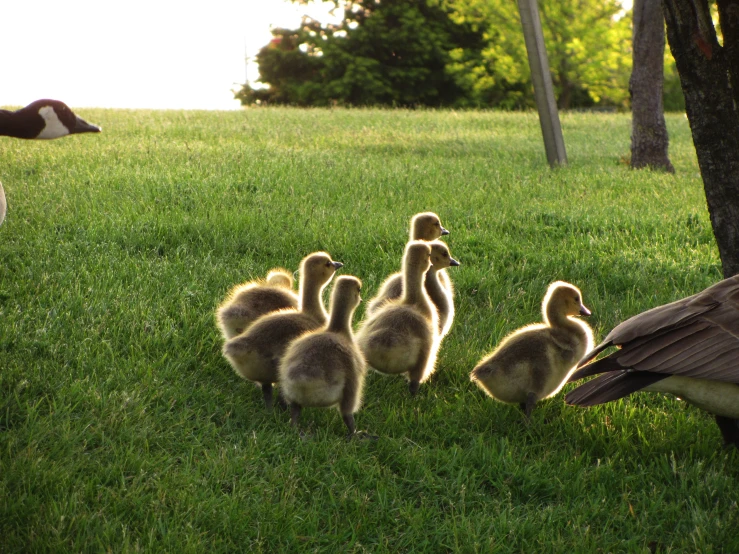 the ducklings are following their parents on the lawn