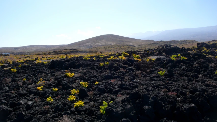 the mountain is behind some shrubbery and plants