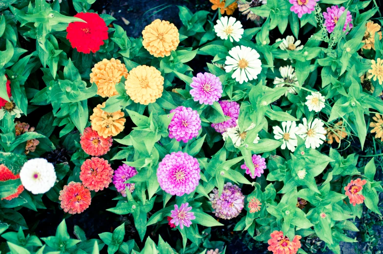 a very pretty colorful flower surrounded by some green leaves