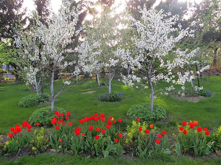 the trees are filled with lots of flowers