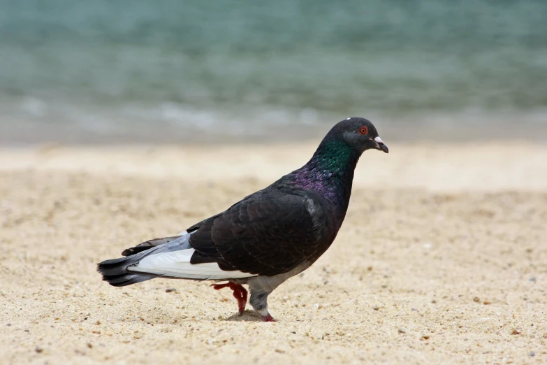 a black and purple bird on the beach
