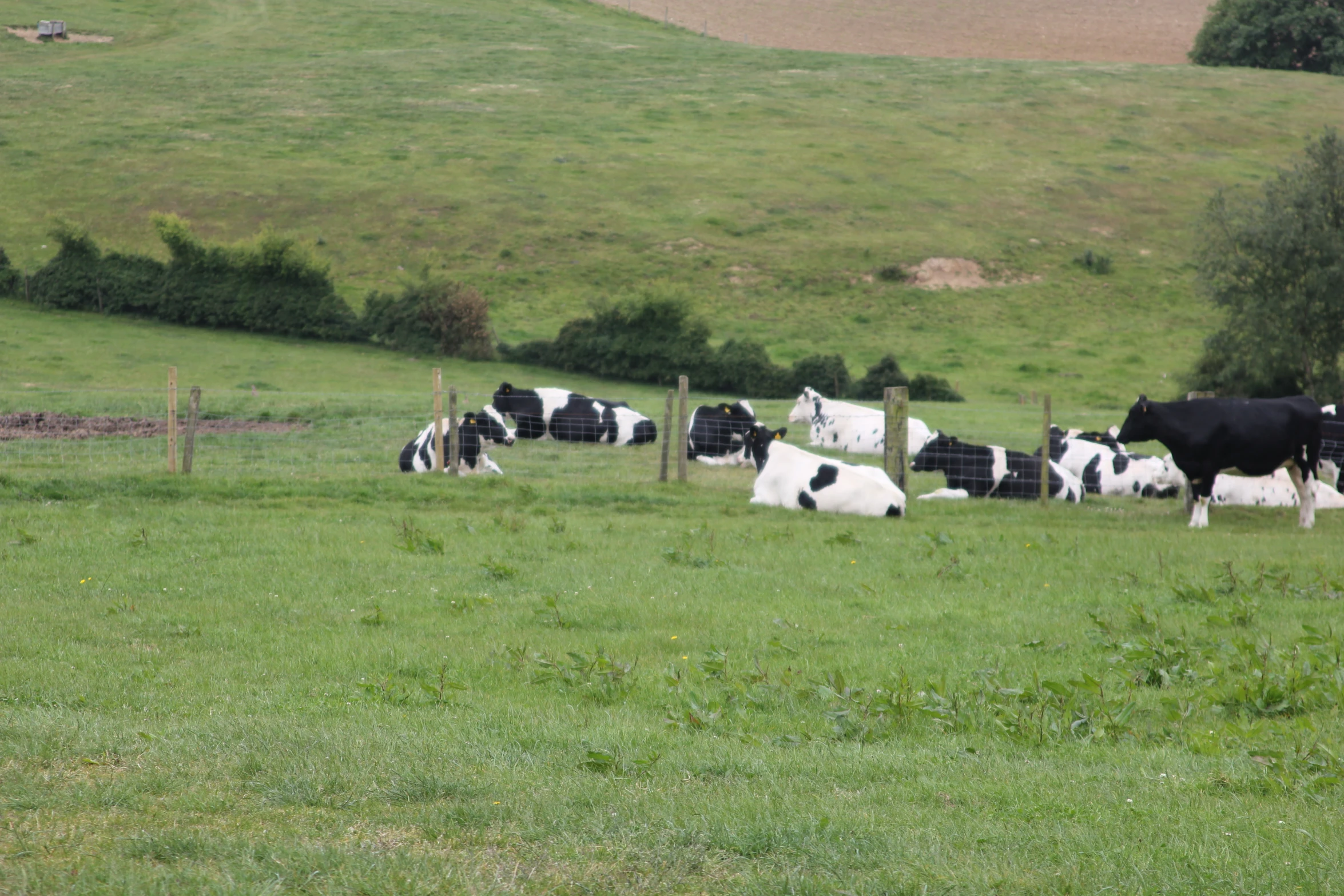 a group of cows standing in a grassy pasture