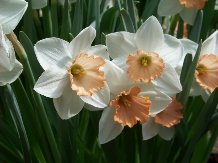 white and pink flowers sitting in front of green leaves