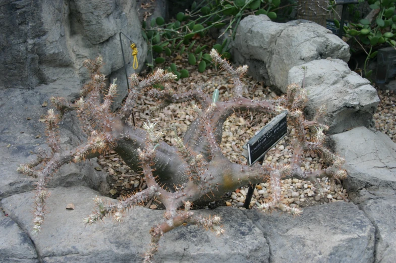 a large plant with very little flowers growing on some rocks