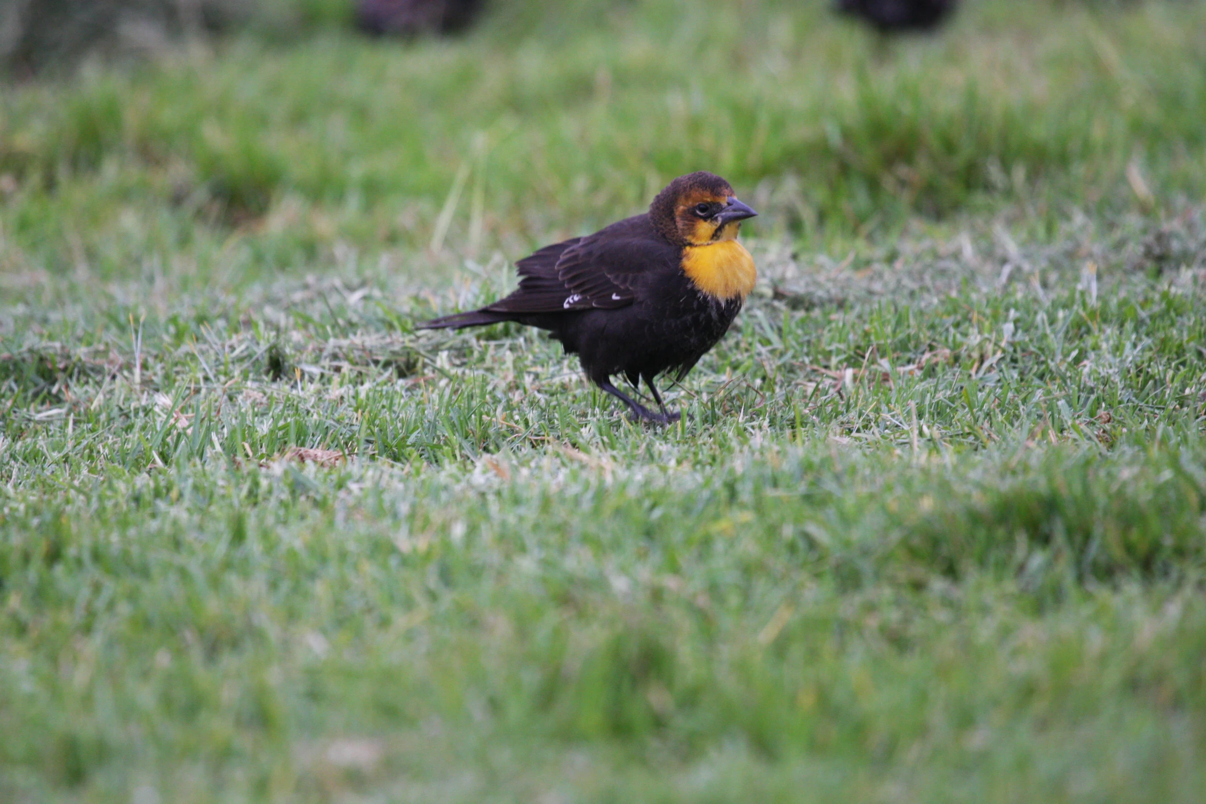 there is a bird standing on a grassy hill